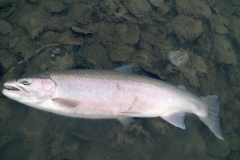 Skeena River Fishing