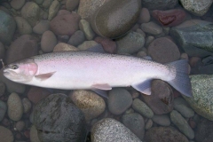 Skeena River Fishing