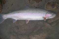 Skeena River Fishing