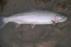 Skeena River Fishing