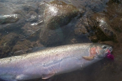 Terrace Fishing