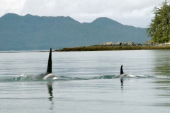 Skeena River Fishing