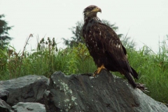 Skeena River Fishing