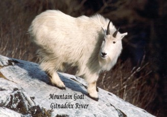 Mountain-goat-1