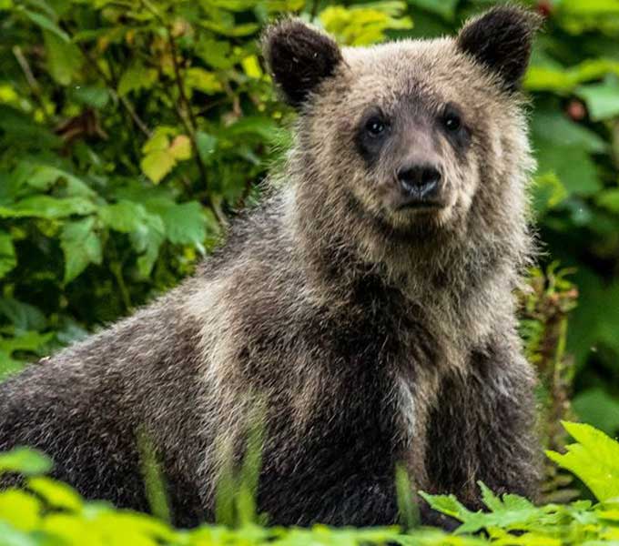 Ecotours Bear Cub