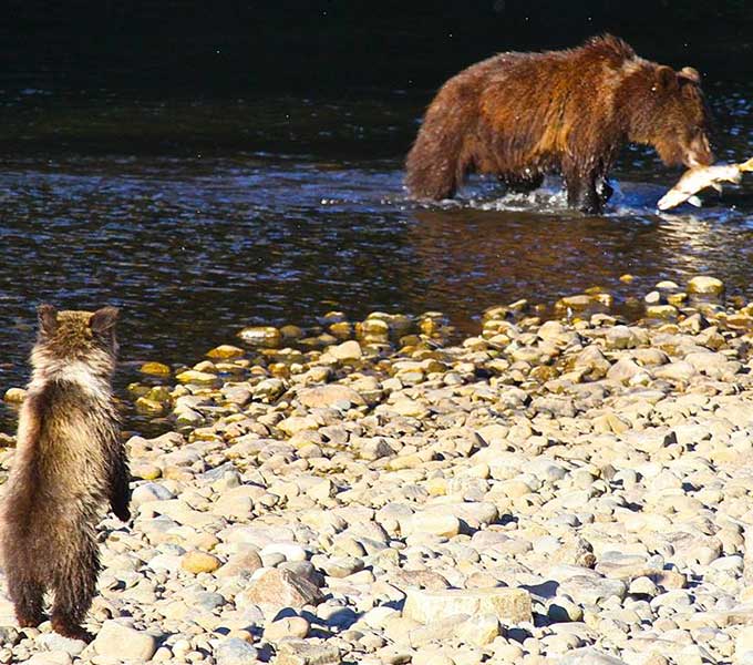 Ecotours Bears