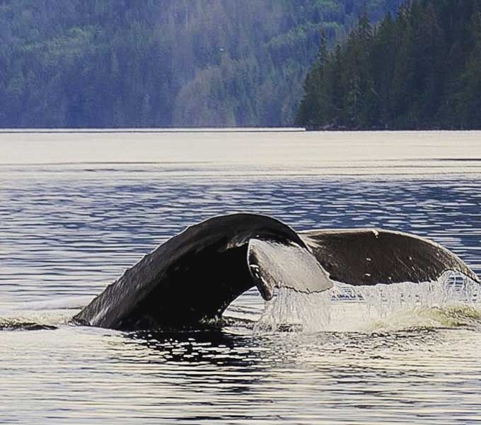 Humpback Whale Bc